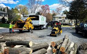 Professional Tree Care Services in Kingman, AZ