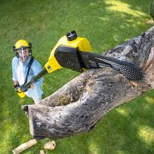 Best Lawn Dethatching  in Kingman, AZ