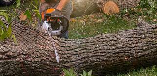 Best Commercial Tree Services  in Kingman, AZ