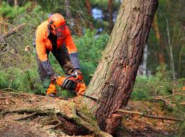 Best Fruit Tree Pruning  in Kingman, AZ