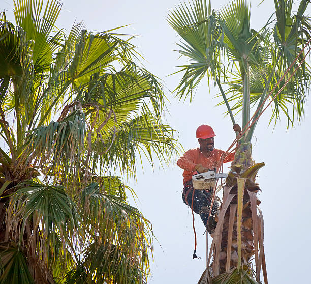 Best Tree Trimming and Pruning  in Kingman, AZ