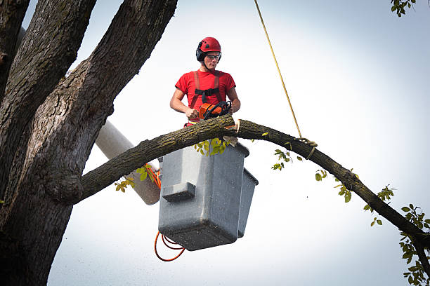 Best Stump Grinding and Removal  in Kingman, AZ